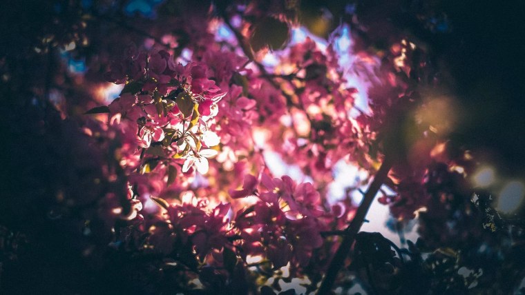 Растения Минимализм