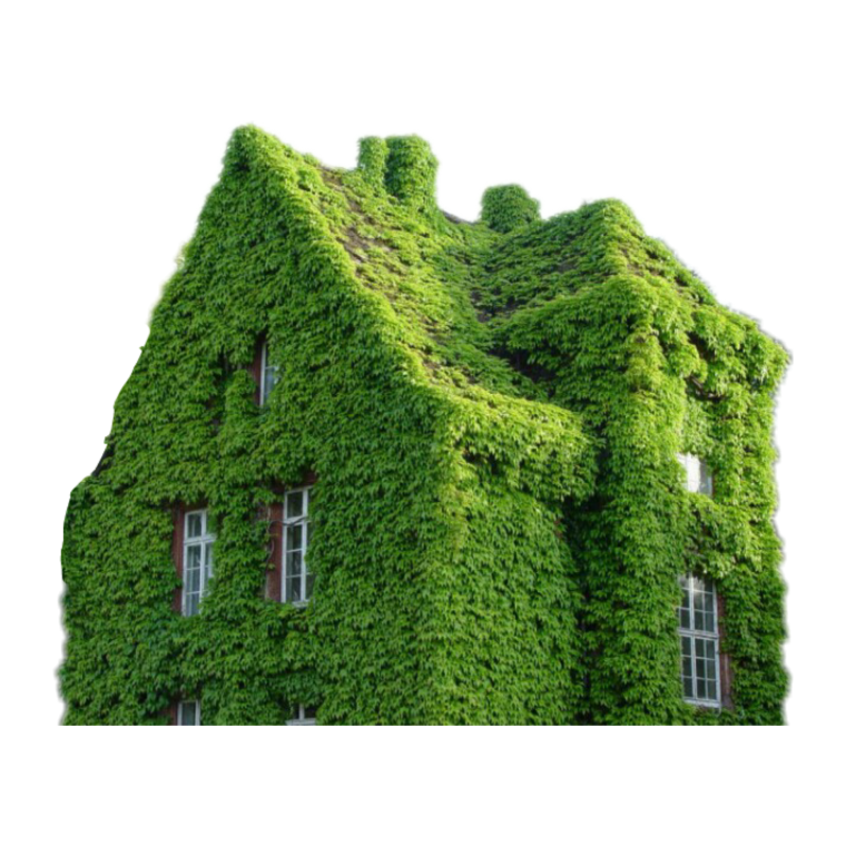 Пеларгонии на окнах в Швейцарии