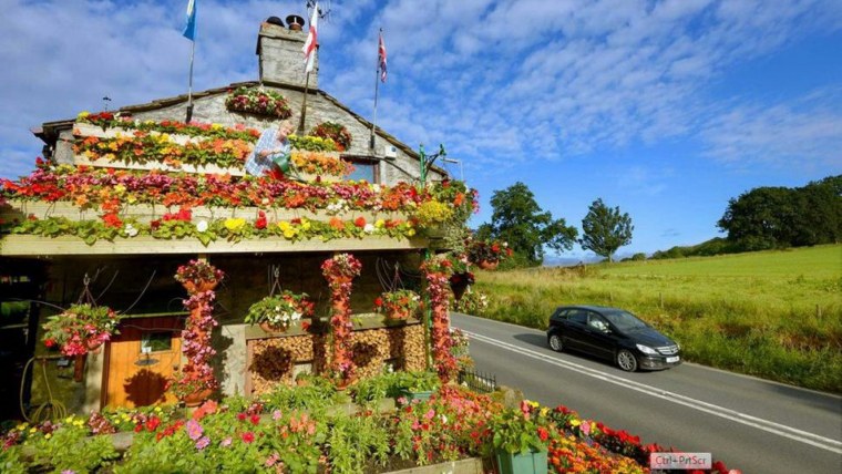 Цветы вьющиеся уличные