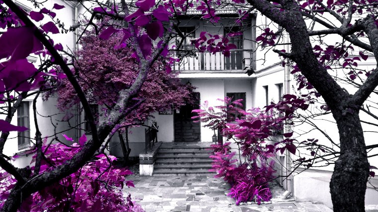 Ампельные петунии Озеленение Дубай