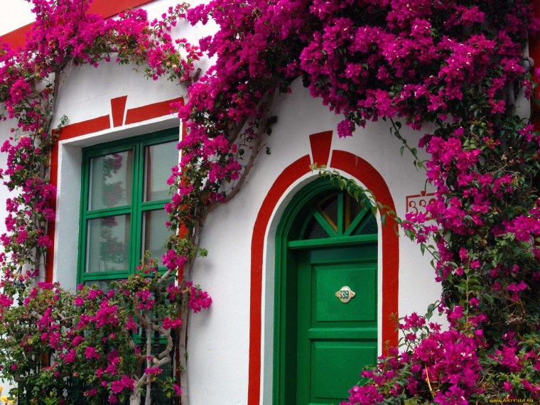 Дворик в цветах