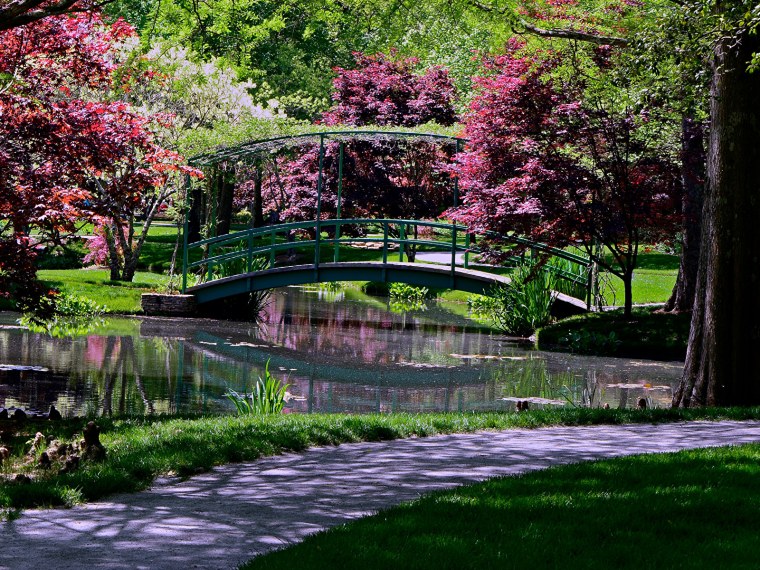 Роза бьютифул Гарден