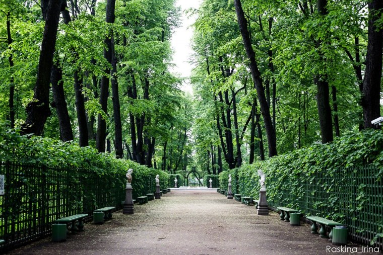 Аллея летнего сада в Петербурге