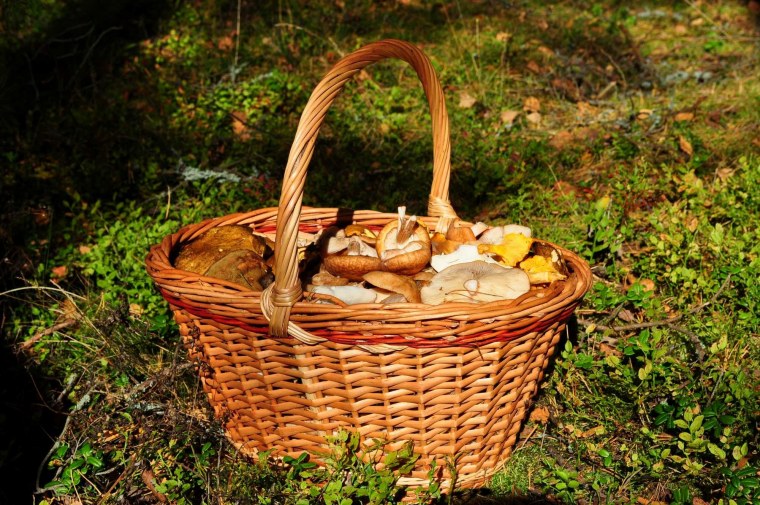 Birch Bark Basket