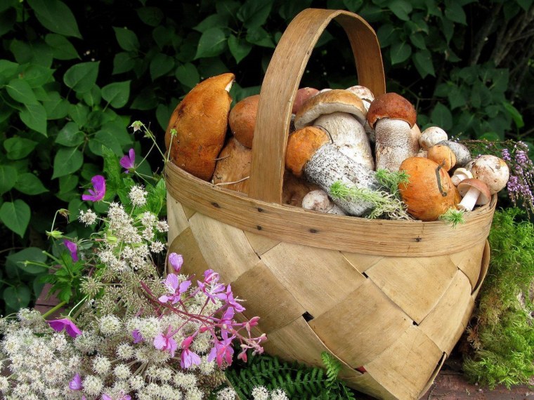 Лукошко с грибами