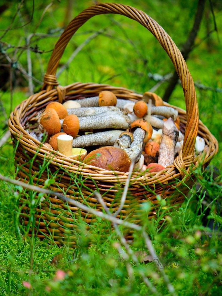 Корзина для грибов