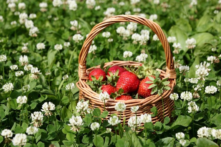 Корзина с фруктами