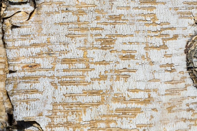 Фон Березовая кора вектор