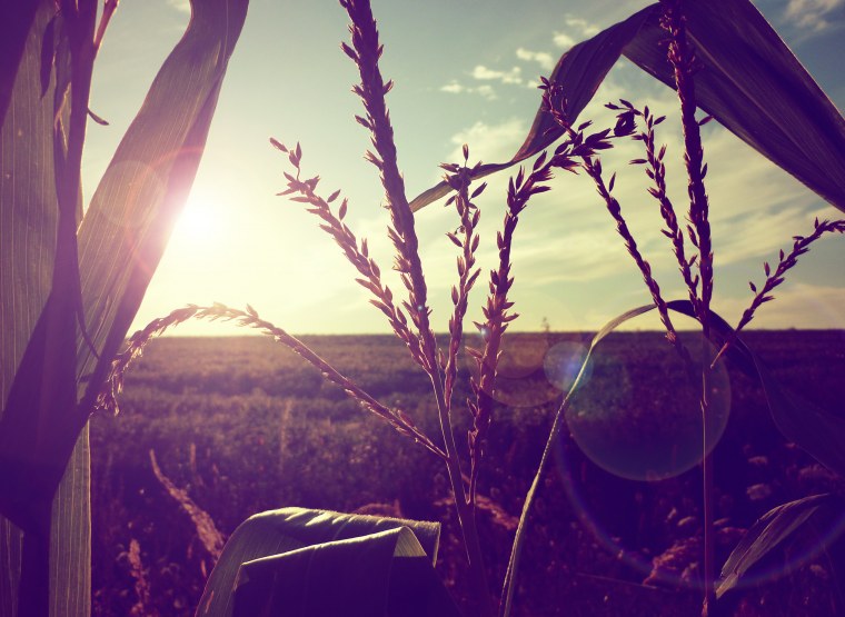 Лето Эстетика