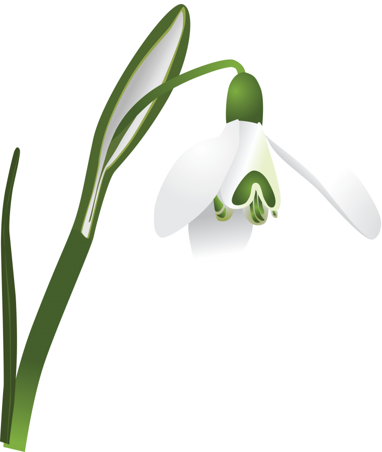 Подснежники декоративные