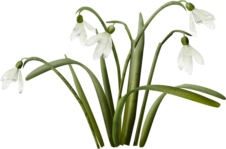 Подснежник для дошкольников