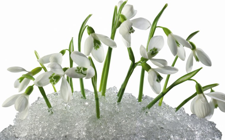 Подснежники на прозрачном фоне