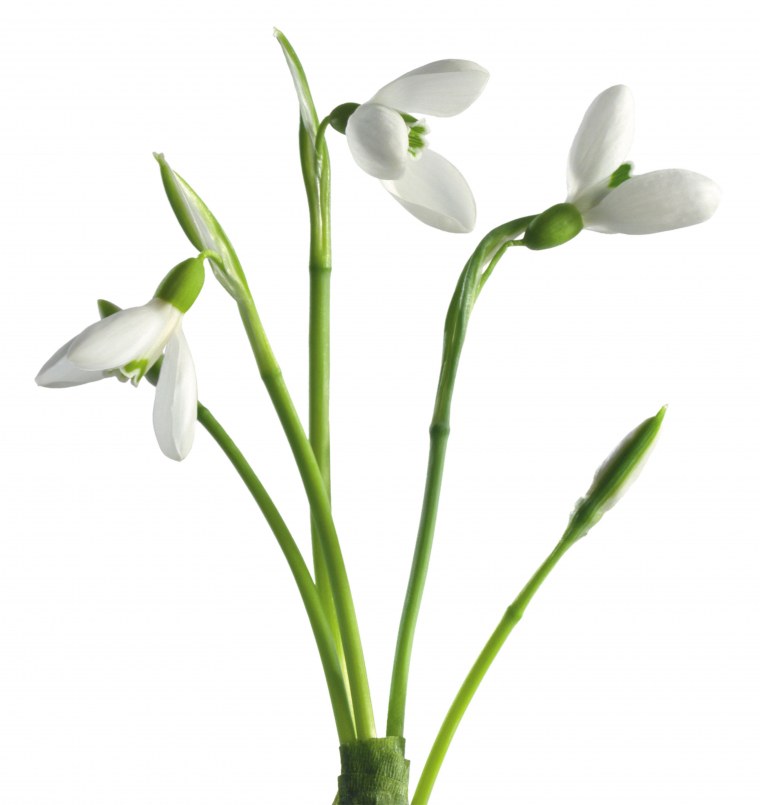 Подснежники на белом фоне