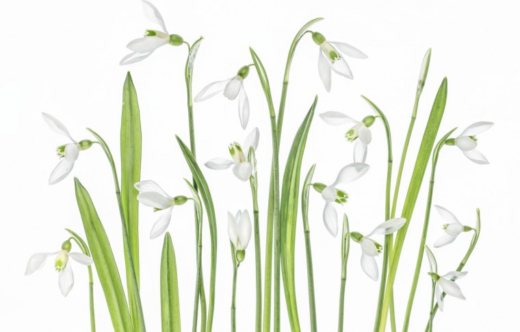 Векторные весенние цветы