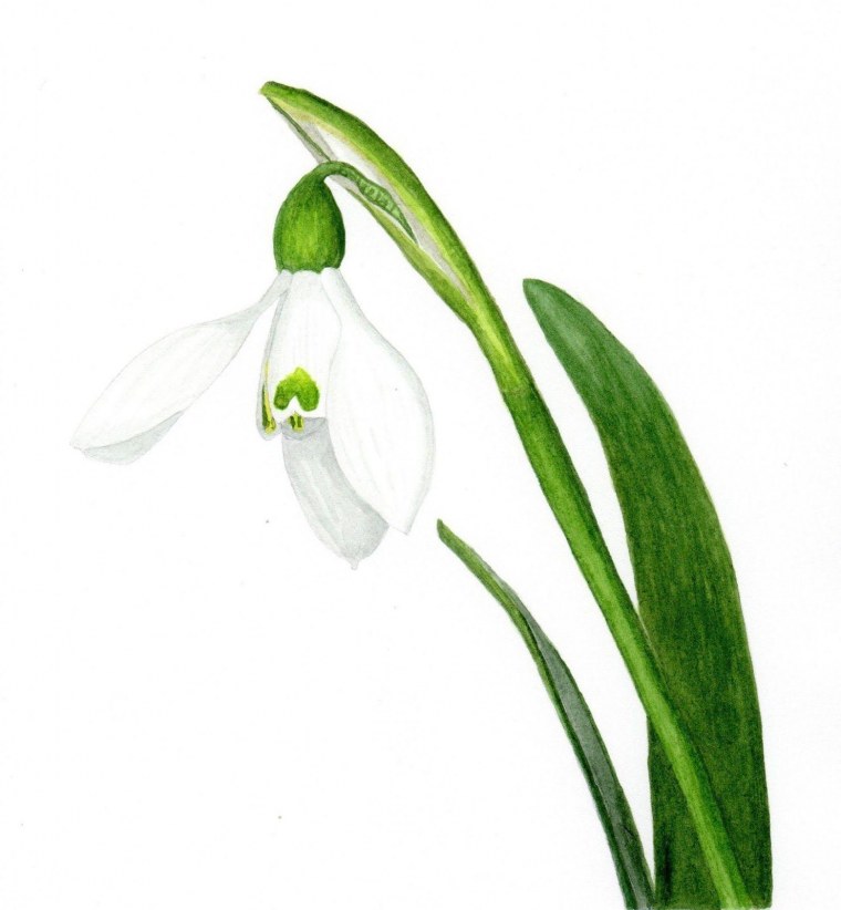 Подснежник карточки на белом фоне