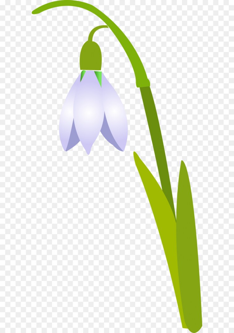 Подснежники на белом фоне