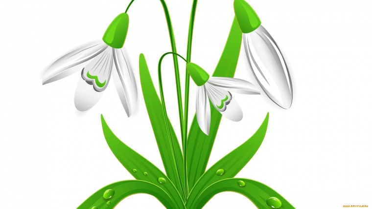 Крокусы вектор