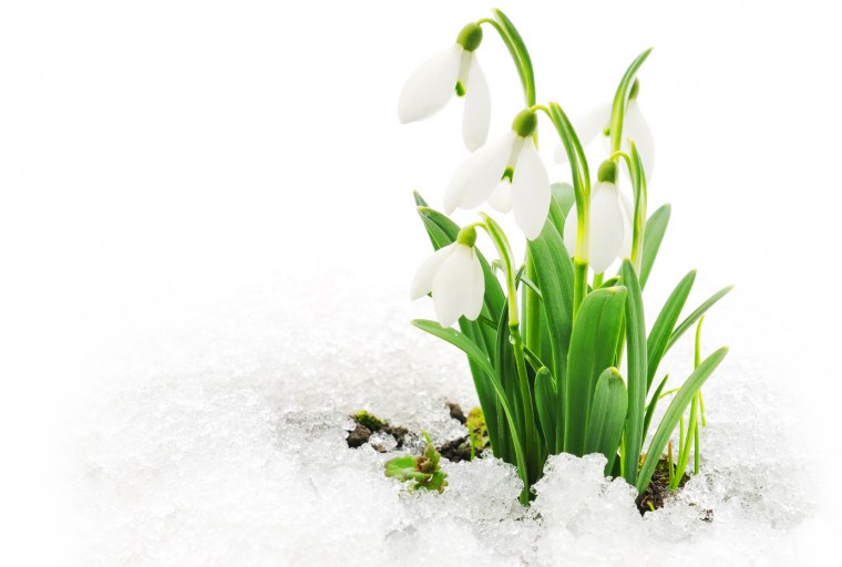 Стикеры подснежники