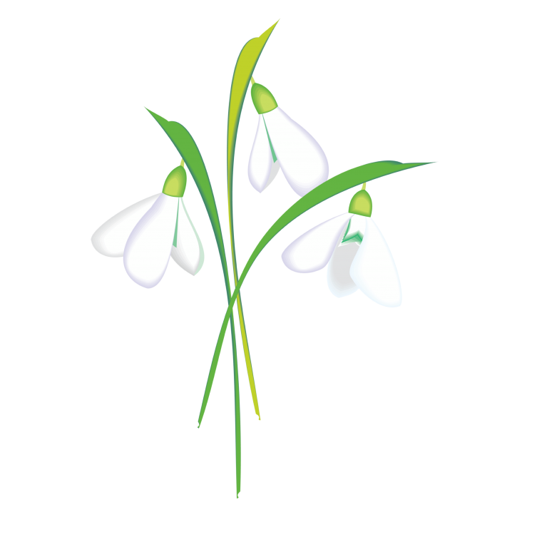 Подснежник для дошкольников