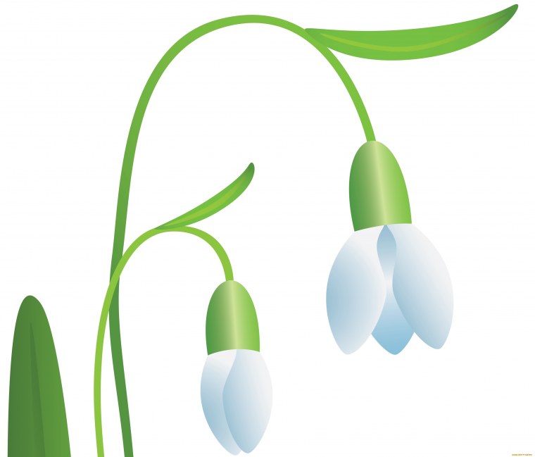 Подснежник для детей