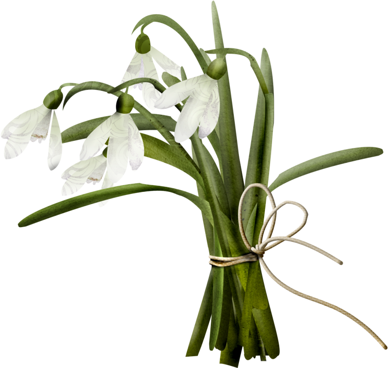 Клипарт поснежник на прозрачном фоне высокого качества