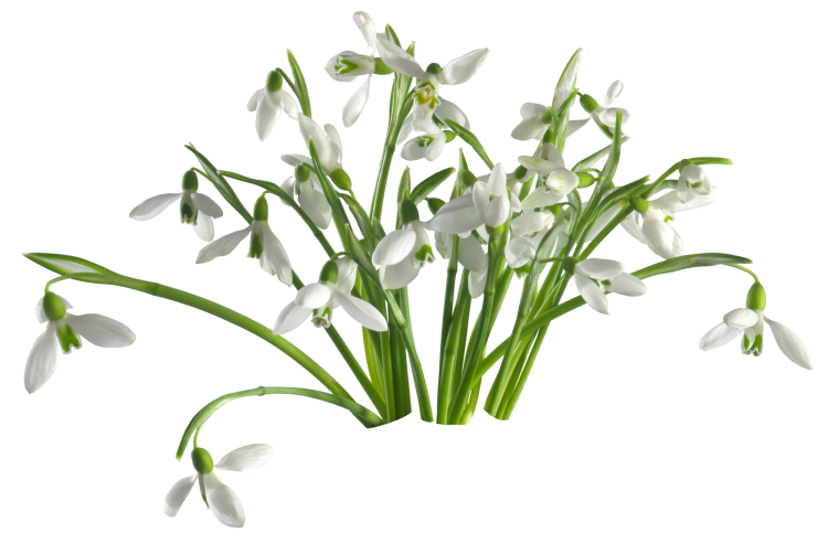 Подснежники на прозрачном фоне