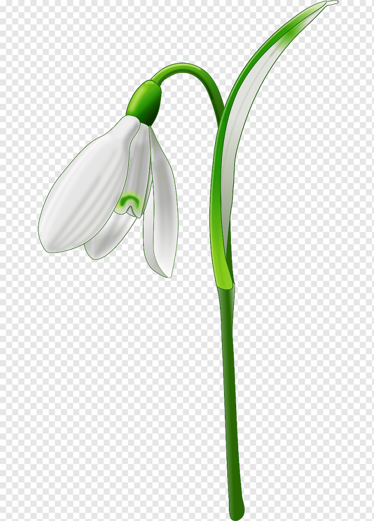 Подснежники на прозрачном фоне