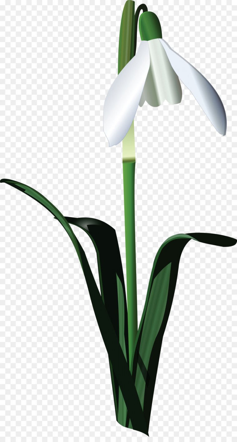 Цветок Подснежник для детей