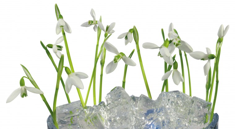 Картинка Подснежник для детей на прозрачном фоне