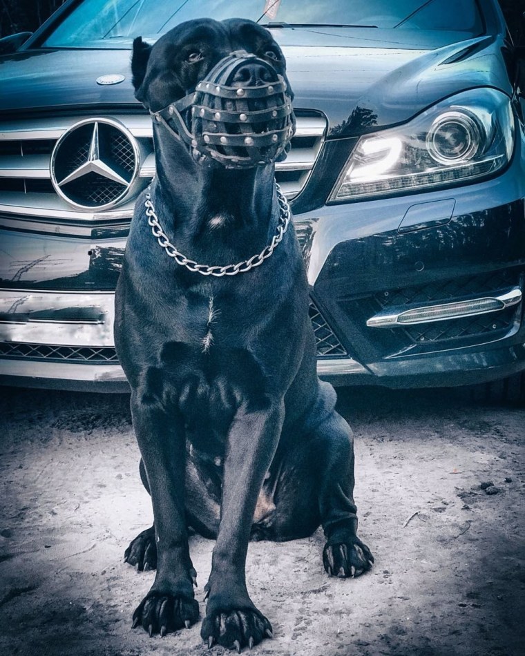 Питбуль и Мерседес