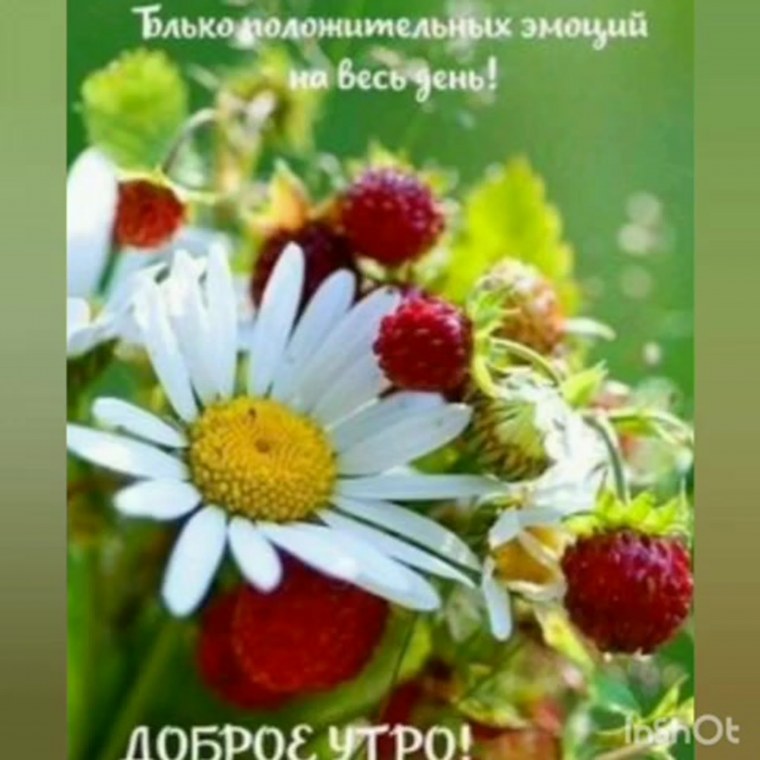 Ромашки и ягоды