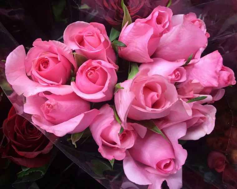 Шикарные розовые розы