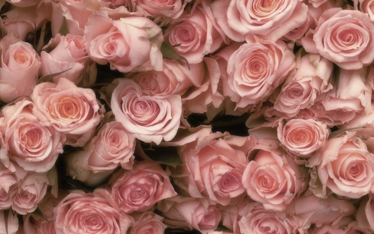 Роза Кендл Лайт