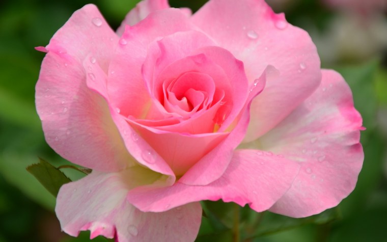 Роза Эминенс