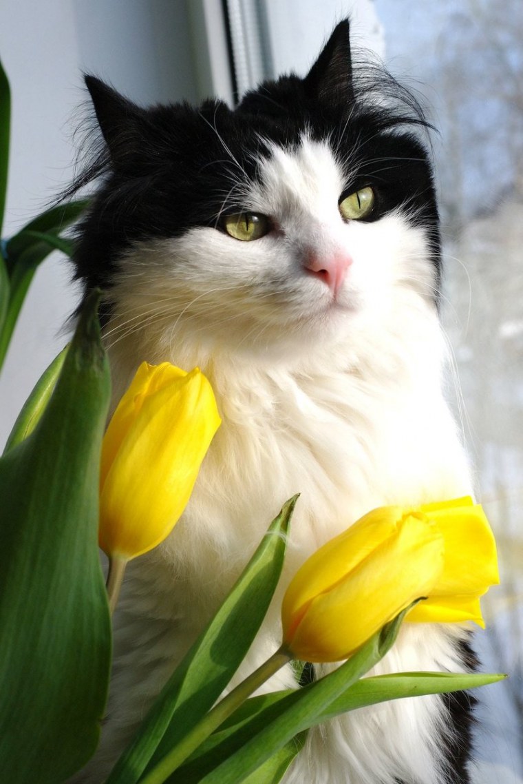 Художница Яна Мовчан кошки