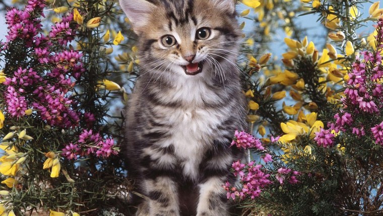 Художник Ann Mortimer