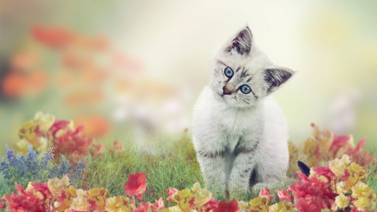 Кошки весной