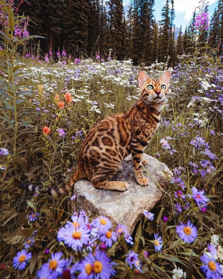 Кошка с цветами