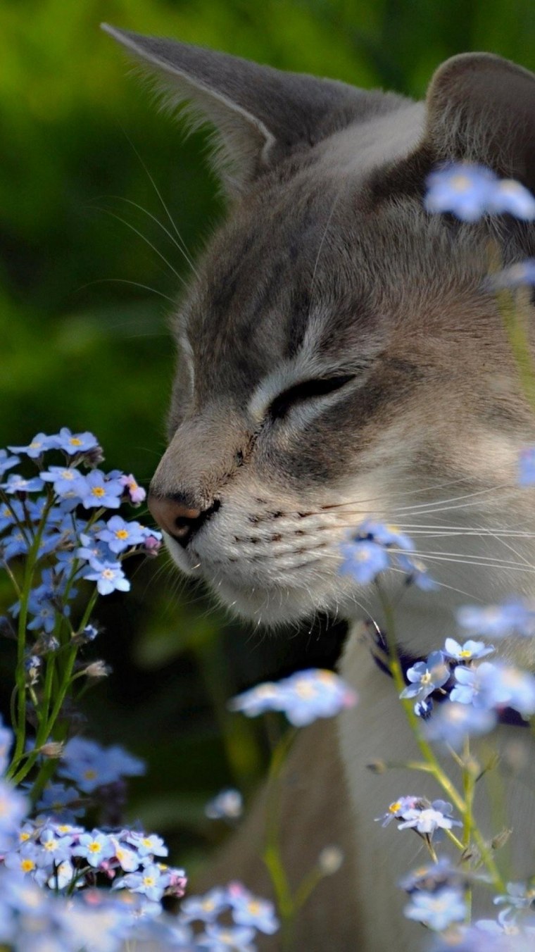 Красивые котята в цветах