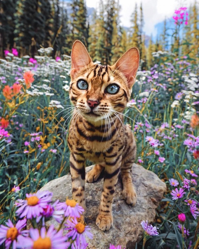 Котенок с цветами