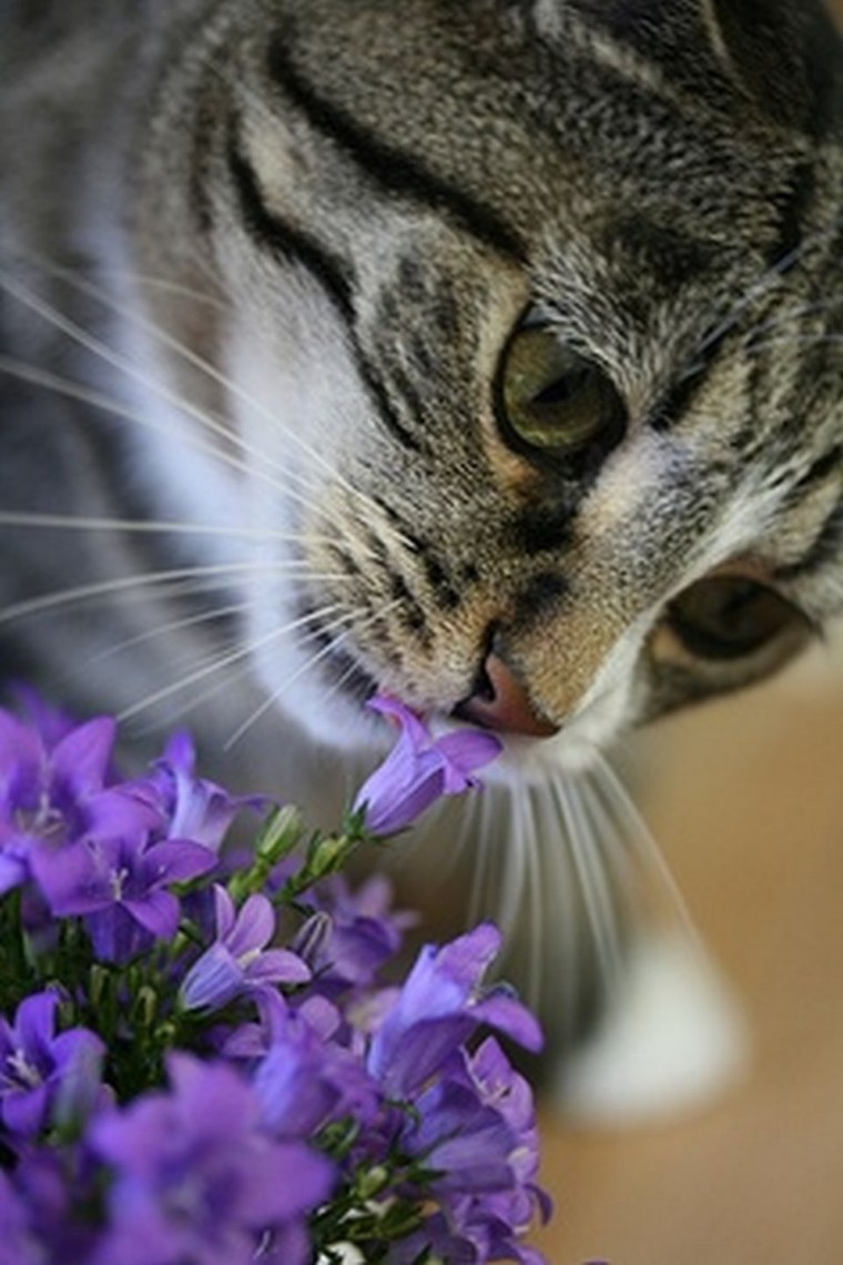 Алмазная мозаика 40х50 sga1313