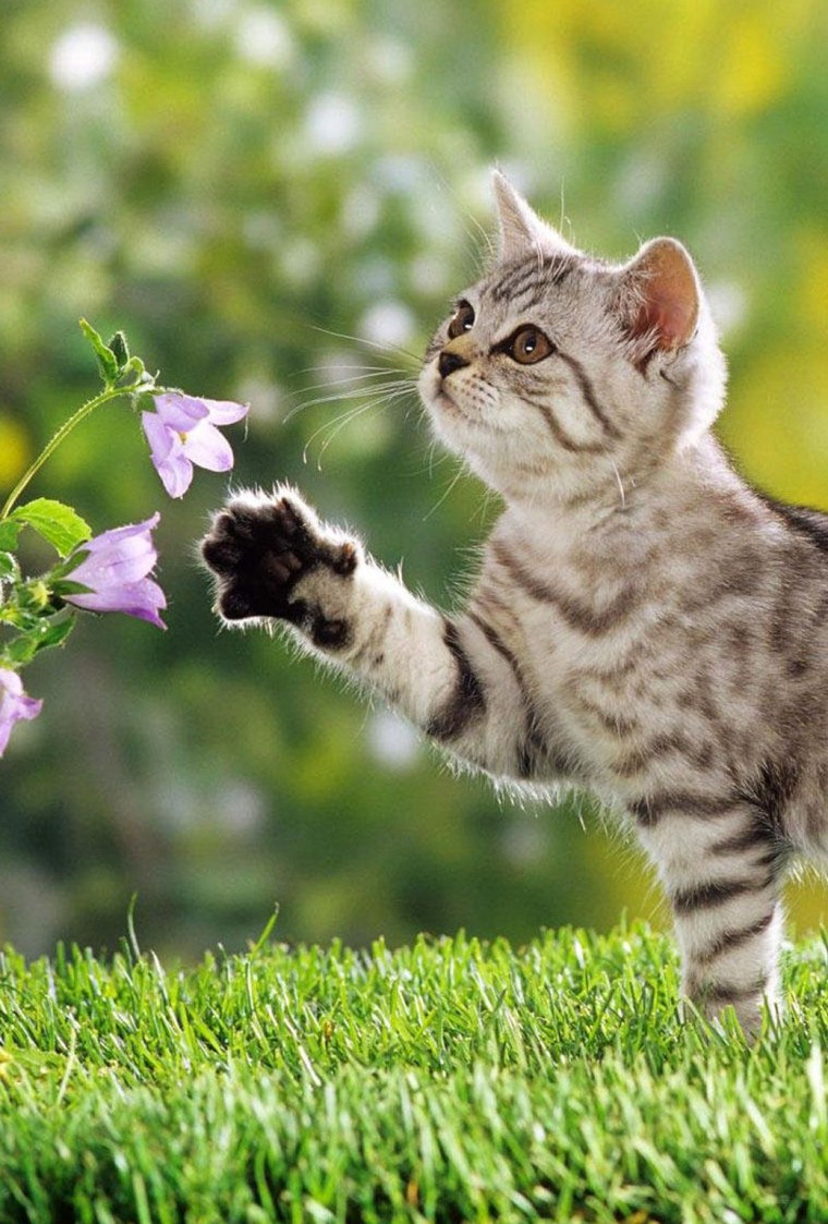 Прелестные котята