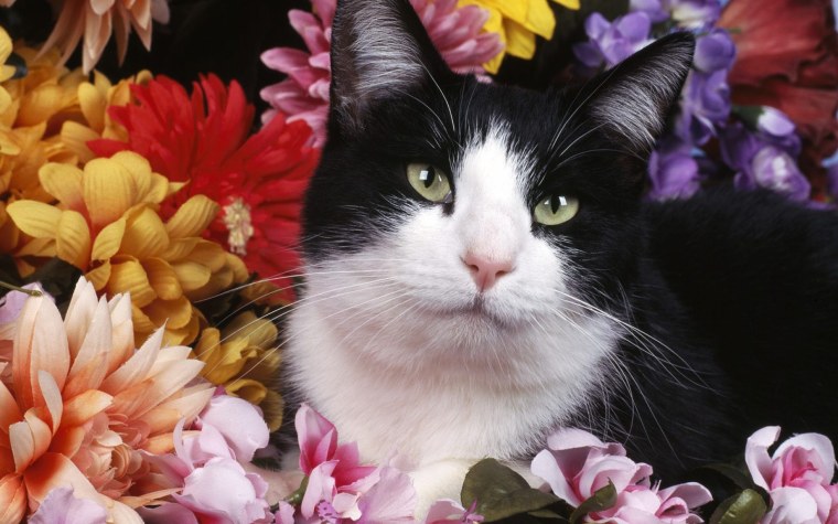 Кот на ветке