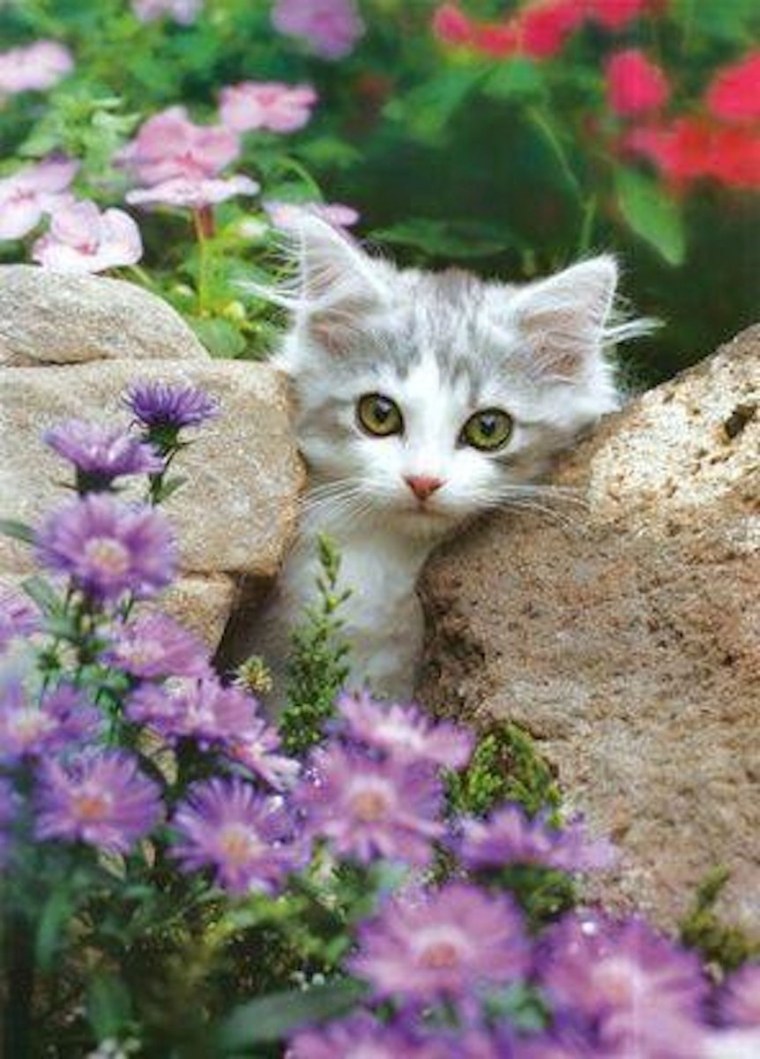 Котятки в цветах