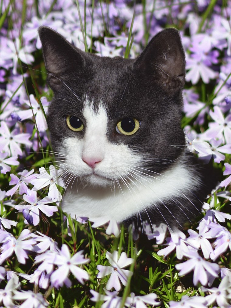 Кошки и цветы