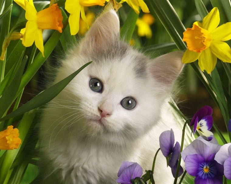 Цветные котята