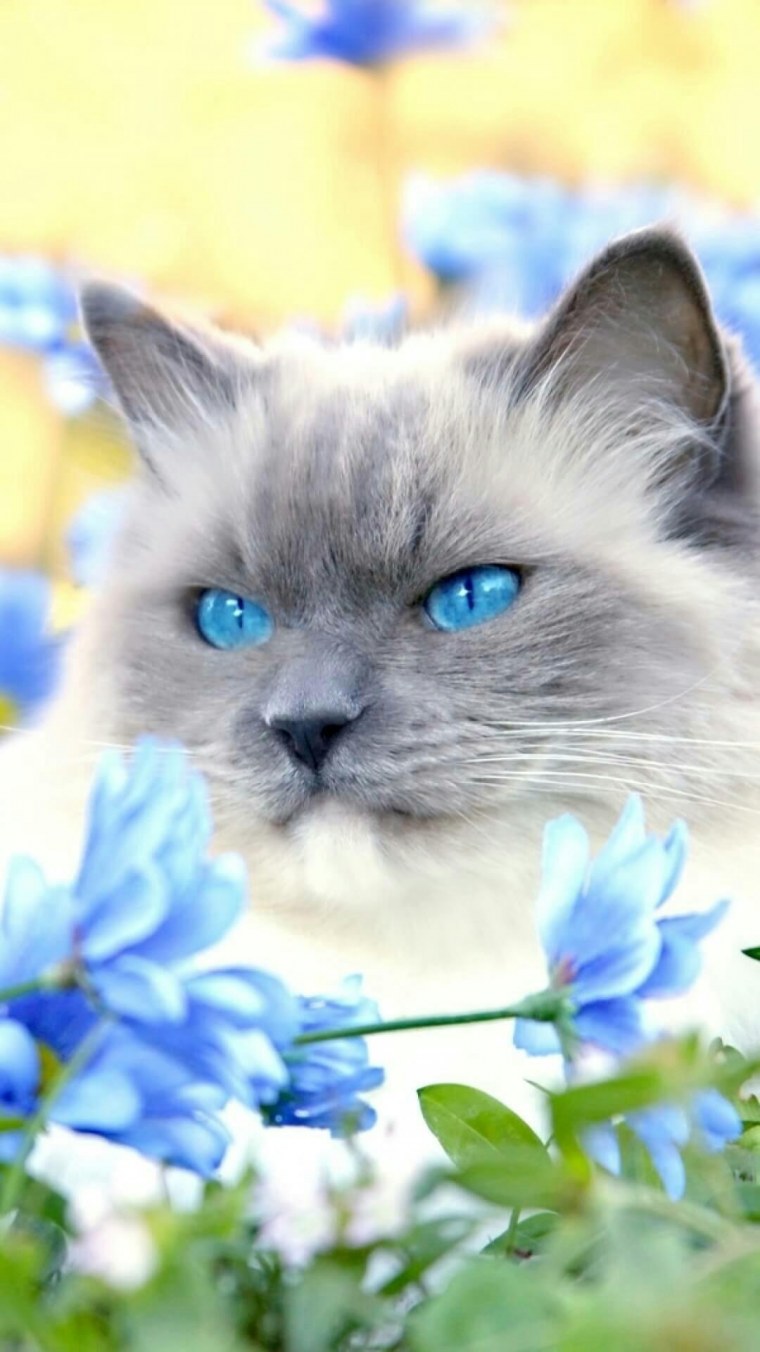 Рыжий кот в цветах