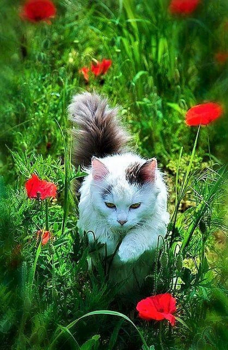 Кошка с венком на голове