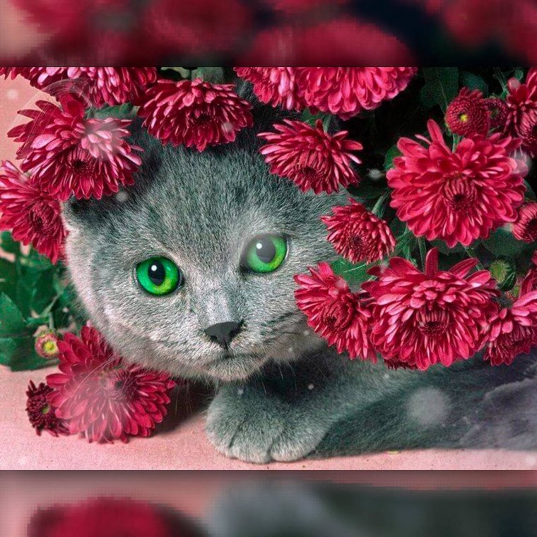 Красивые кошечки