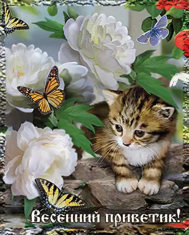 Кот в лаванде